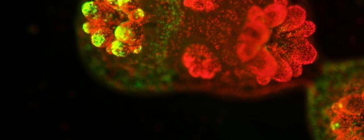 Sea anemones form a symbiotic relationship with algae